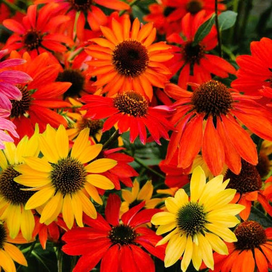 Cheyenne Spirit Coneflower
