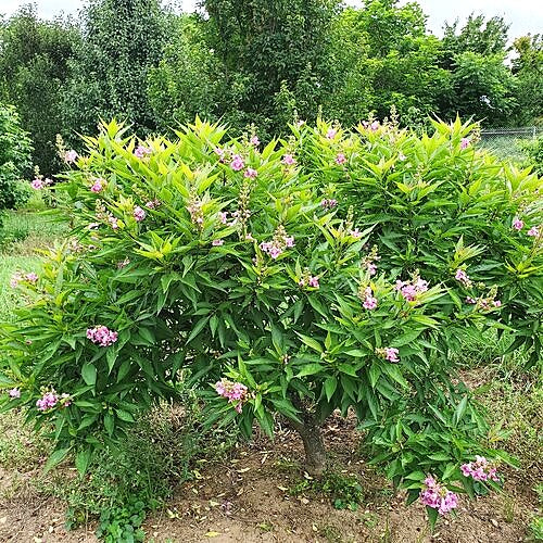 chitalpa-el-nino Green bush with pink flowers in a garden setting