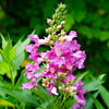 chitalpa-el-nino Close-up of pink flowers with green leaves on a blurred green background