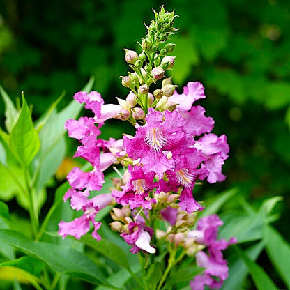 chitalpa-el-nino Close-up of pink flowers with green leaves on a blurred green background