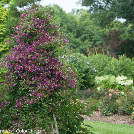 "Sweet Summer Love Clematis growing on a trellis"