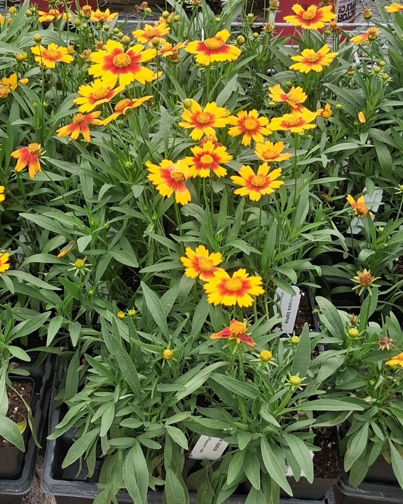 Coreopsis UpTick Gold and Bronze flowers with bright gold petals and deep bronze centers.”