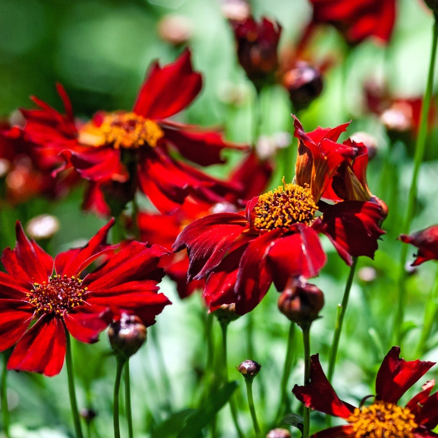 coreopsis hot paprika in the garden 