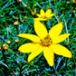 coreopsis moonbeam close up flower