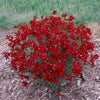 "Vibrant red flowers of Hot Paprika Tickseed in summer"