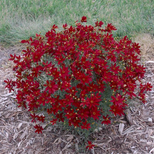 Hot Paprika Coreopsis with deep red summer blooms above bright green thread‑leaf foliage.
