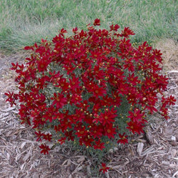 Hot Paprika Coreopsis with deep red summer blooms above bright green thread‑leaf foliage.