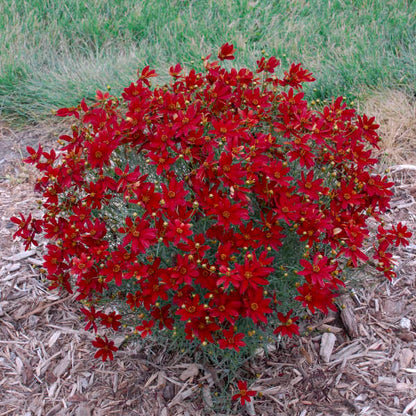 "Vibrant red flowers of Hot Paprika Tickseed in summer"