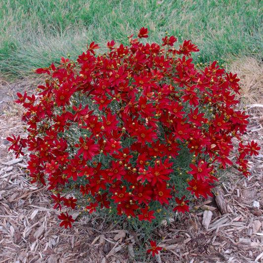 "Vibrant red flowers of Hot Paprika Tickseed in summer"