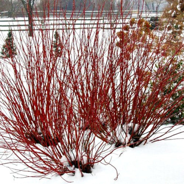 Arctic Fire® Red Dogwood with brilliant red twigs against a winter landscape