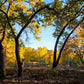 cottonwood trees fall