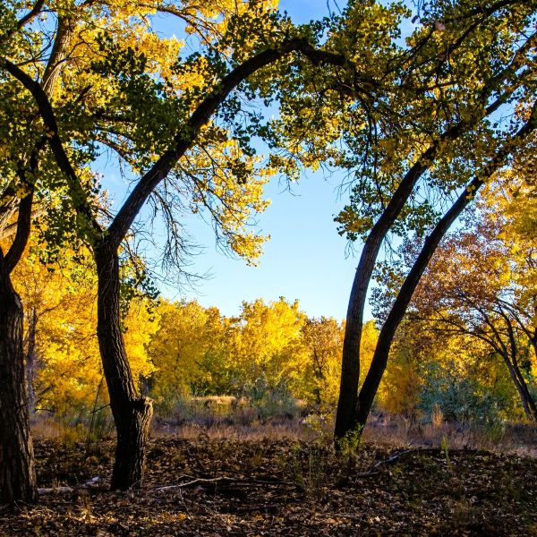 cottonwood trees fall