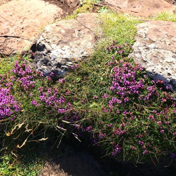 walk on me plant seeds Red Creeping Thyme Groundcover