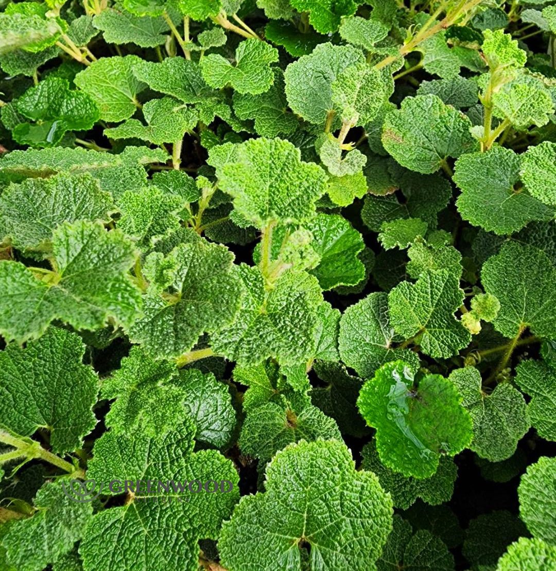 Creeping Raspberry forming a dense evergreen mat with quilted dark green leaves turning bronze and burgundy in cooler seasons.