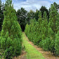 Narrow pyramidal shape of Cryptomeria Yoshino