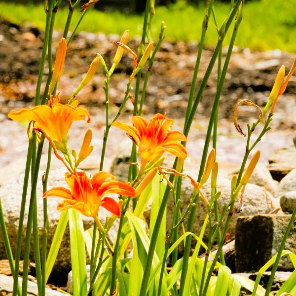 Nature's Orange Daylily Plants