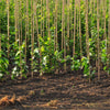 Close-up of lush green leaves on a Hybrid Poplar Tree."