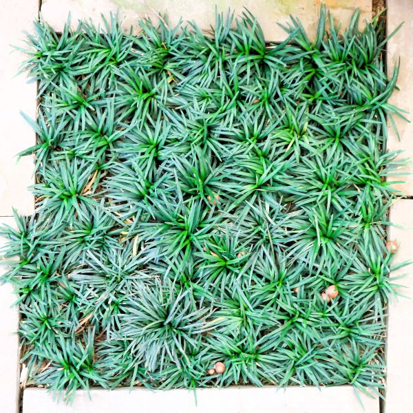 dwarf mondo in pathway