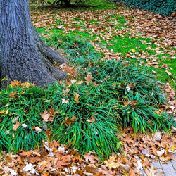 dward  mondo by tree in landscape