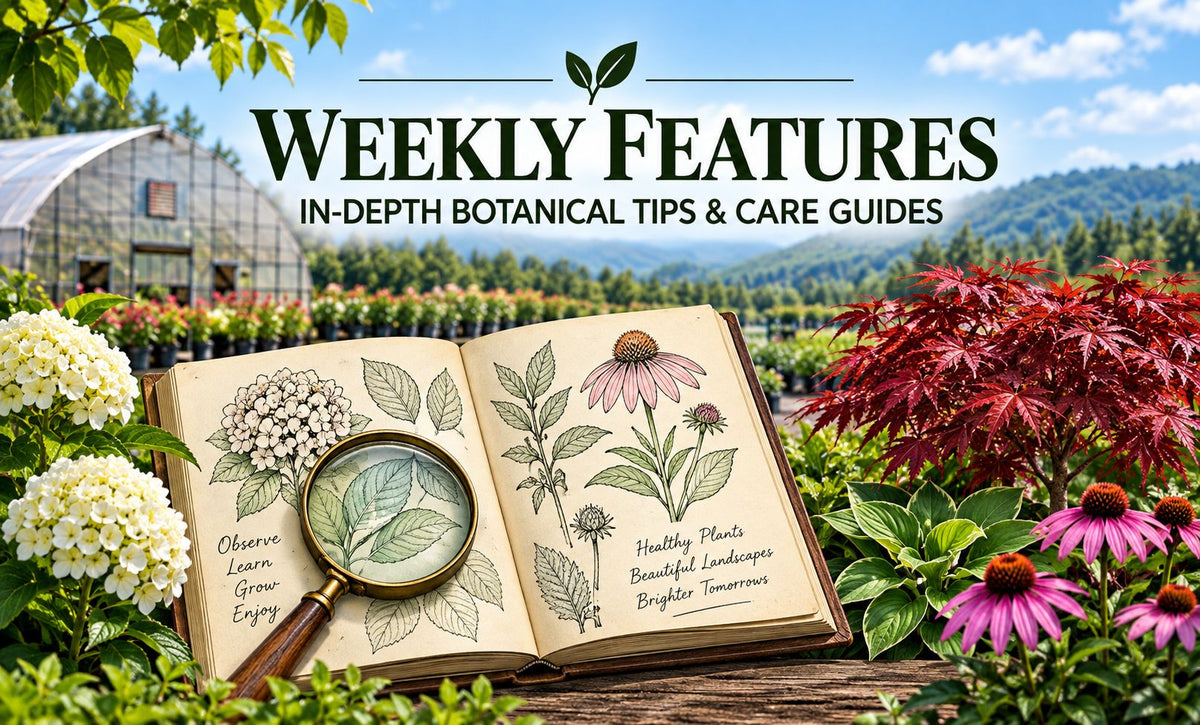 Botanical care guides featuring an illustrated plant journal, hydrangeas, Japanese maple, hostas and coneflowers at Greenwood Nursery.
