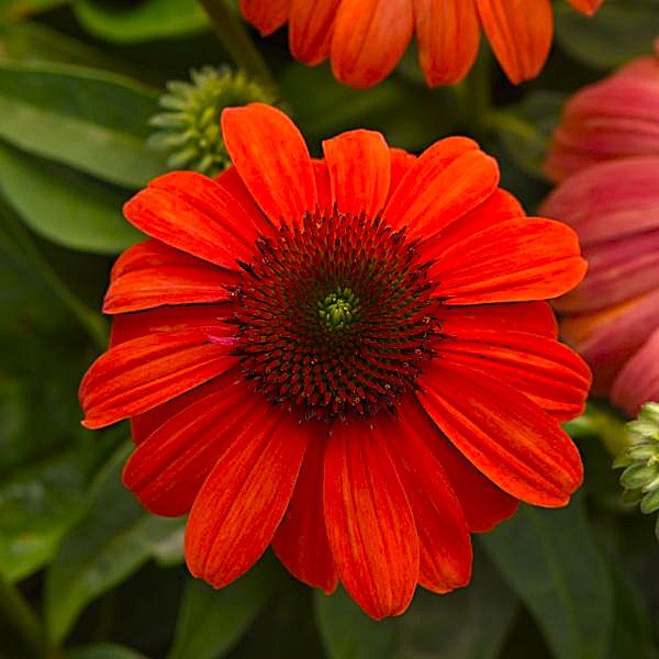 Close-up of a bright orange flower with a green center against a blurred green background