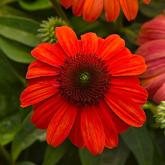 Close-up of a bright orange flower with a green center against a blurred green background
