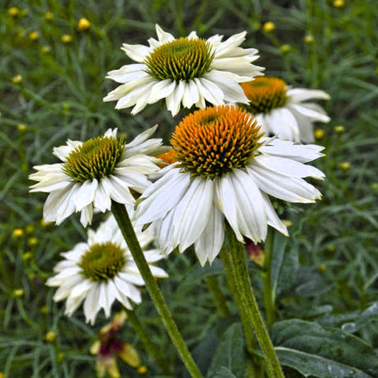 PowWow White Coneflower with pure white blooms
