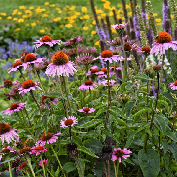 Magnus Echinacea adding color to a garden