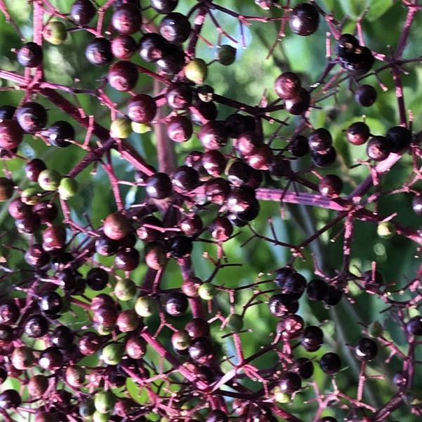 American Elderberry Sambucus canadensis