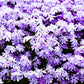 Emerald Blue Creeping Phlox with Lush Spring Blooms and Green Foliage