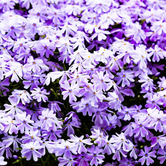 Emerald Blue Creeping Phlox with Lush Spring Blooms and Green Foliage