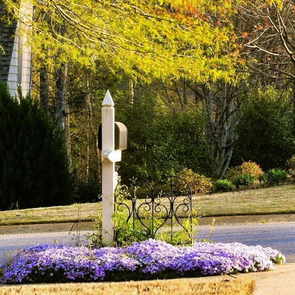 Emerald Blue Creeping Phlox – Soft Blue Spring Groundcover