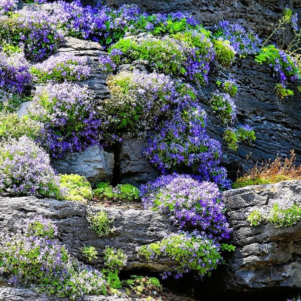 lavender phlox plants Emerald Blue Creeping Phlox