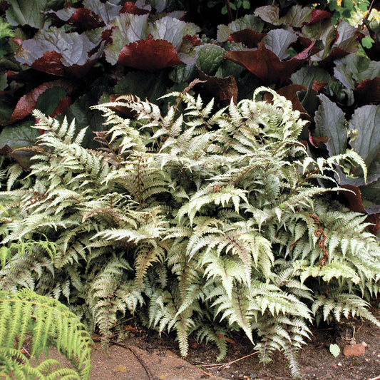 Japanese Painted Fern brightening up a woodland garden
