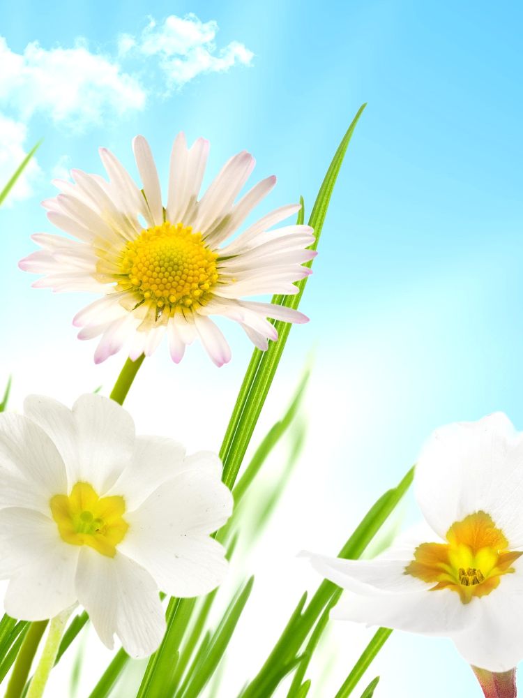 Three daisies with green leaves against a blue sky