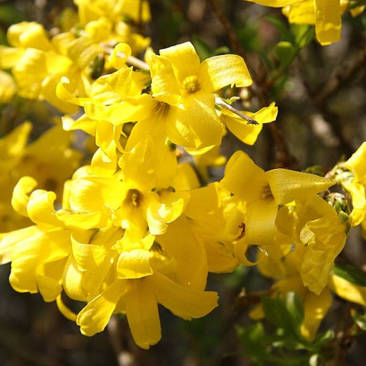Golden Forsythia Shrub with Radiant Yellow Spring Blooms