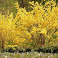 Elegant Weeping Forsythia with Vibrant Yellow Flowers