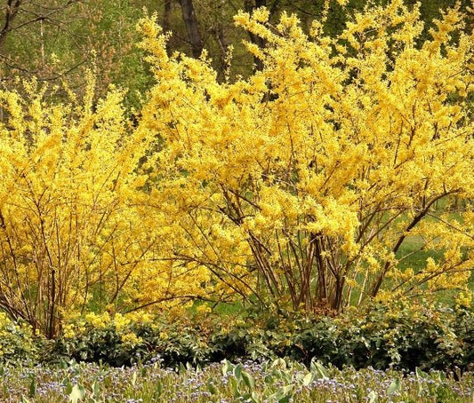Elegant Weeping Forsythia with Vibrant Yellow Flowers