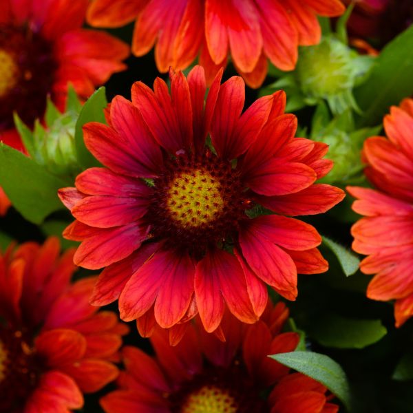 gaillardia-mesa-red close up