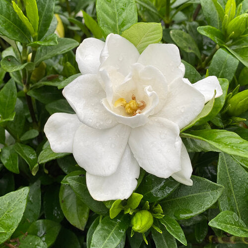 Close-up of Pillow Talk Gardenia's pure white flowers and lush green leaves