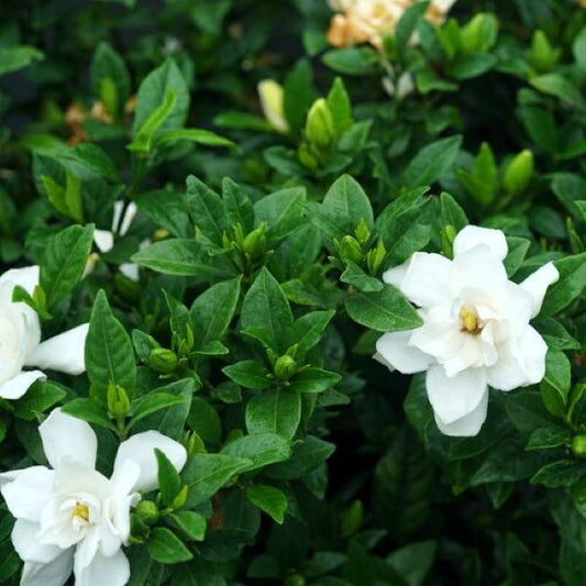 Gardenia Pillow Talk in garden 