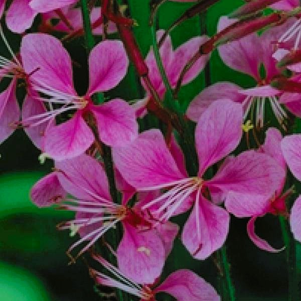 gaura siskiyou pink  close up flower