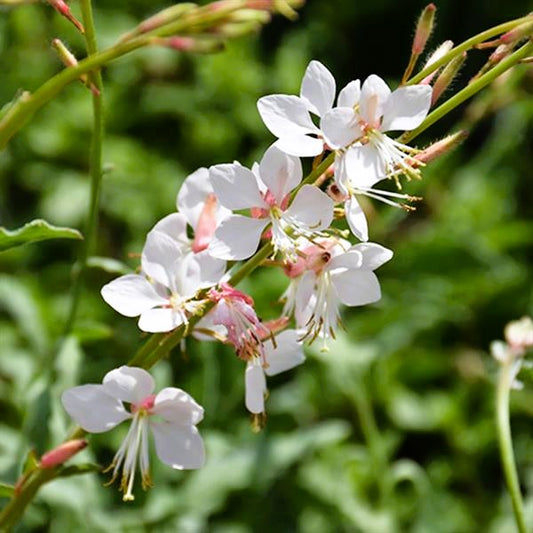 gaura whirling butterflies branch with flowers. 