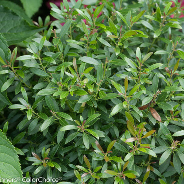 Close-up of Gem Box Ilex’s compact, lush foliage