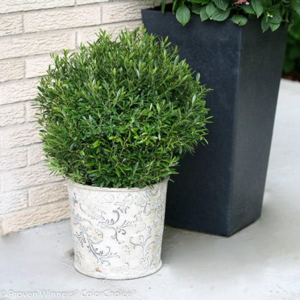Close-up of Gem Box Ilex’s compact, lush foliage in container