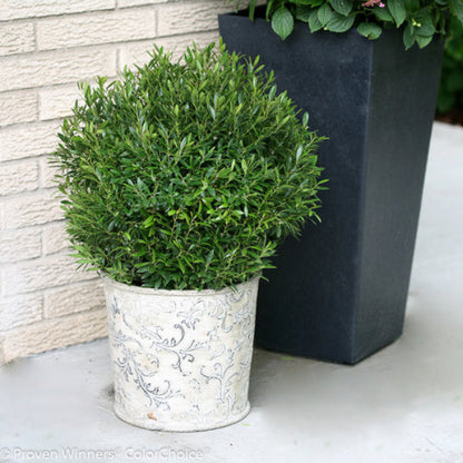 Close-up of Gem Box Ilex’s compact, lush foliage in container