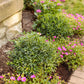 Gem Box Ilex with dark green leaves and red tips in spring