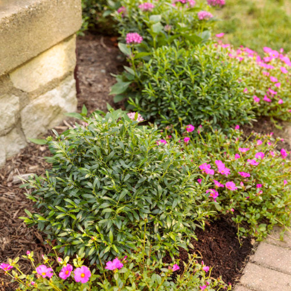 Gem Box Ilex with dark green leaves and red tips in spring