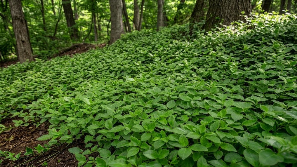 A close-up photograph of a thriving, dense carpet of solid green Vinca minor groundcovers spreading across a shaded slope to prevent soil erosion.
