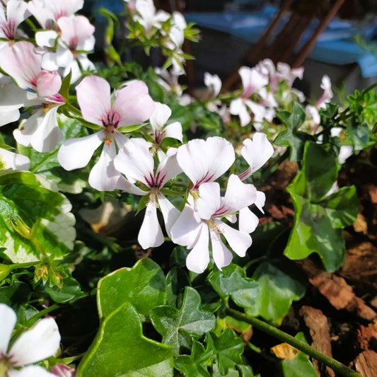 gernaium Biokovo Cranesbill closeup